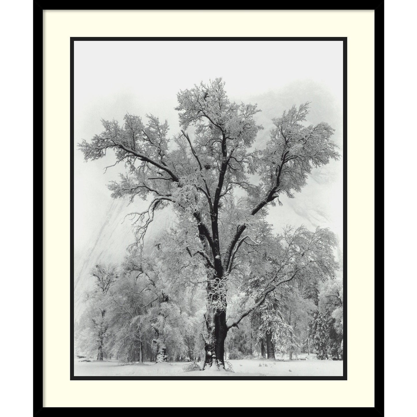 Reproduction encadrée « Chêne, tempête de neige, parc national de Yosemite - 1948 » d'Ansel Adams, 68,5 x 81 cm