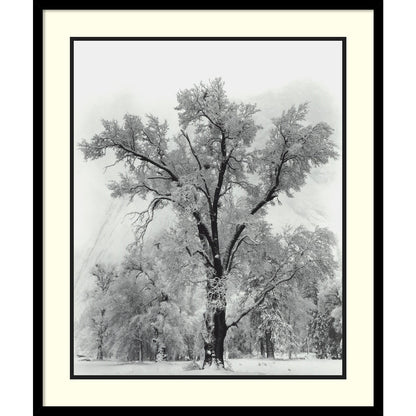 Reproduction encadrée « Chêne, tempête de neige, parc national de Yosemite - 1948 » d'Ansel Adams, 68,5 x 81 cm