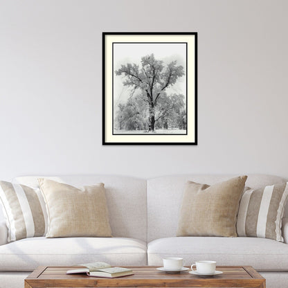 Reproduction encadrée « Chêne, tempête de neige, parc national de Yosemite - 1948 » d'Ansel Adams, 68,5 x 81 cm